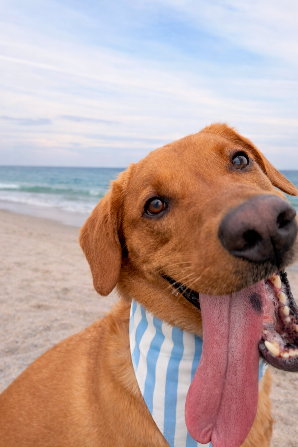 Blue and White Striped Reversible Dog Bandana