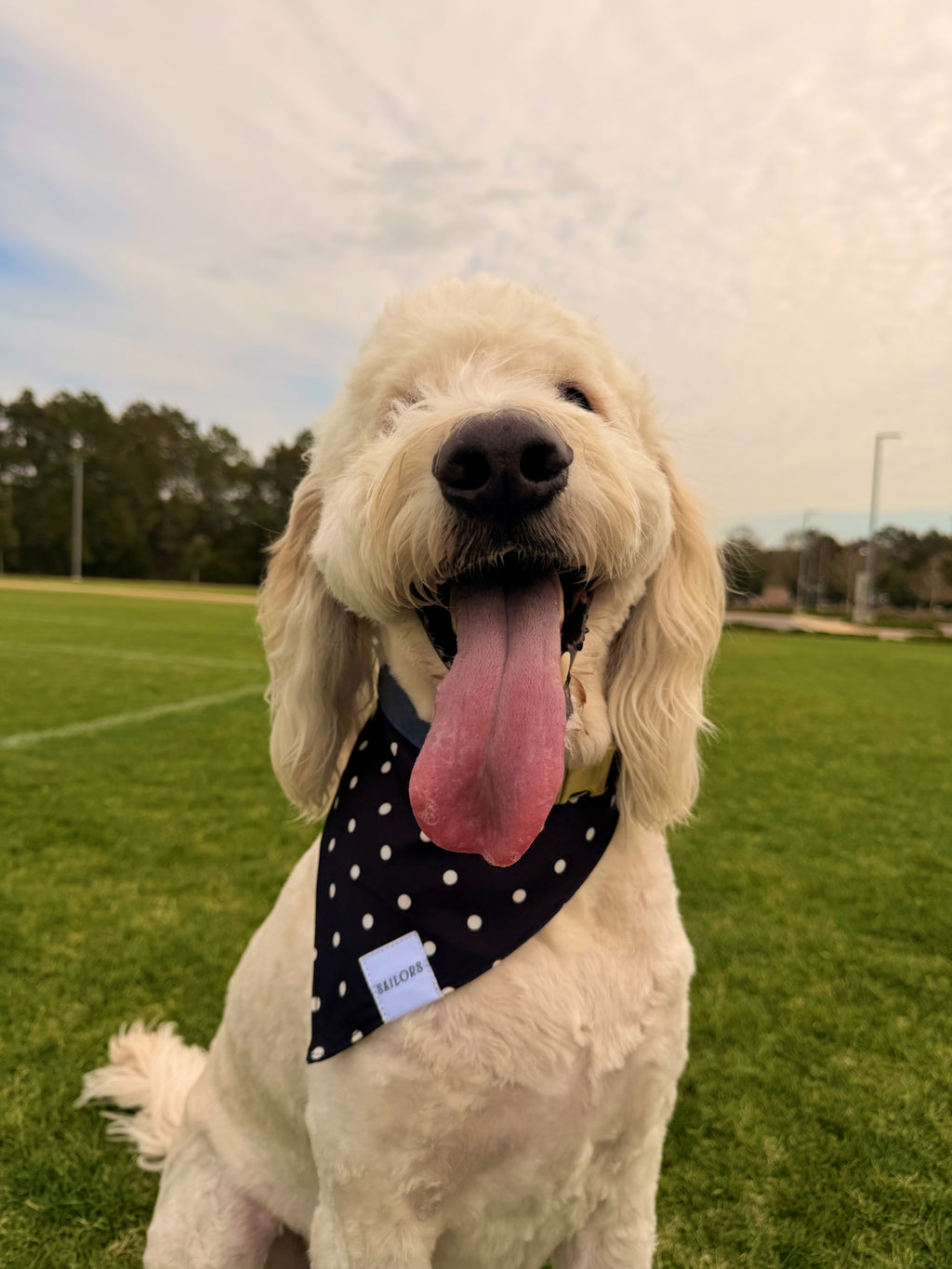 Black with White Polka Dots Reversible Dog Bandana