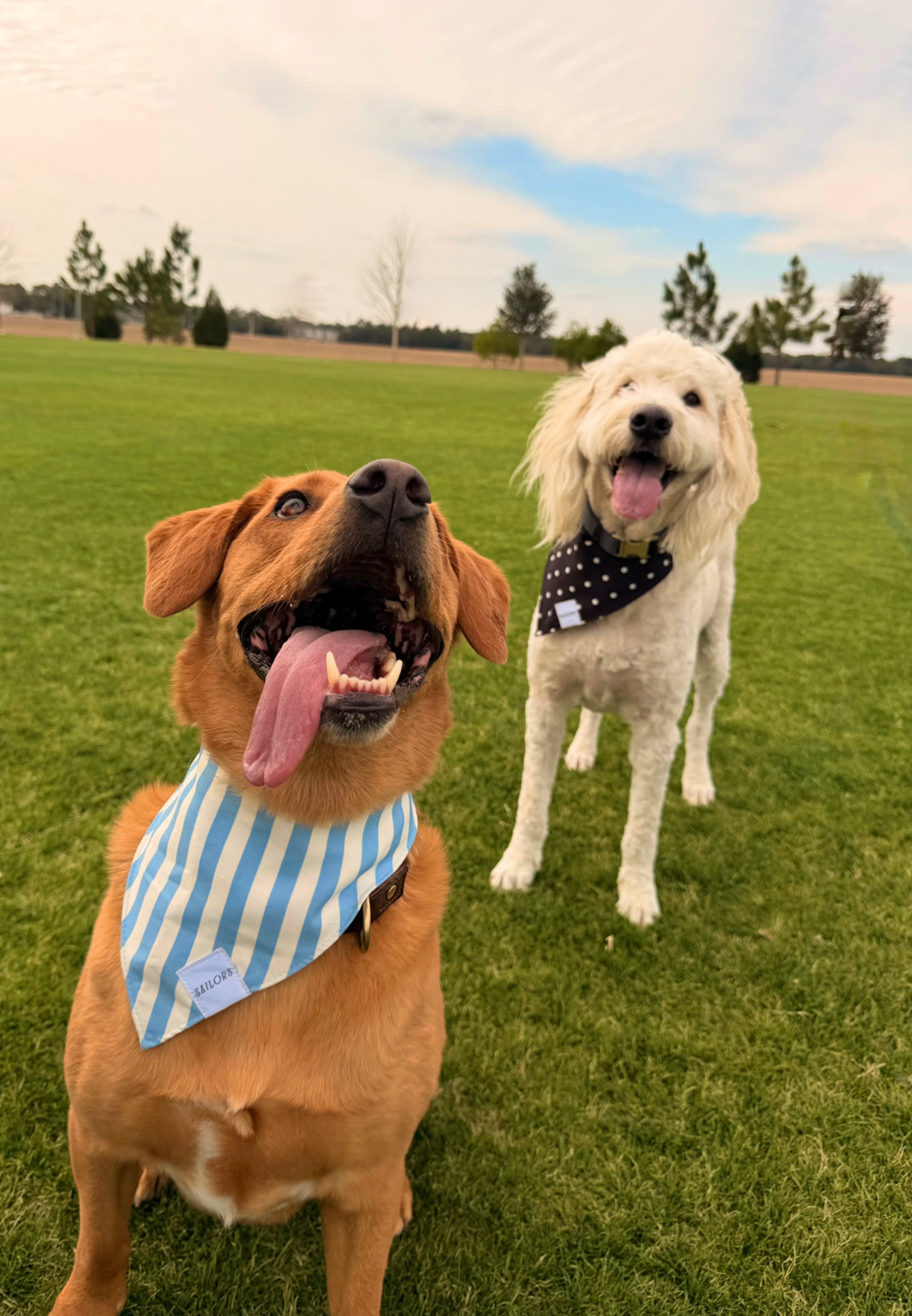 Blue and White Striped Reversible Dog Bandana