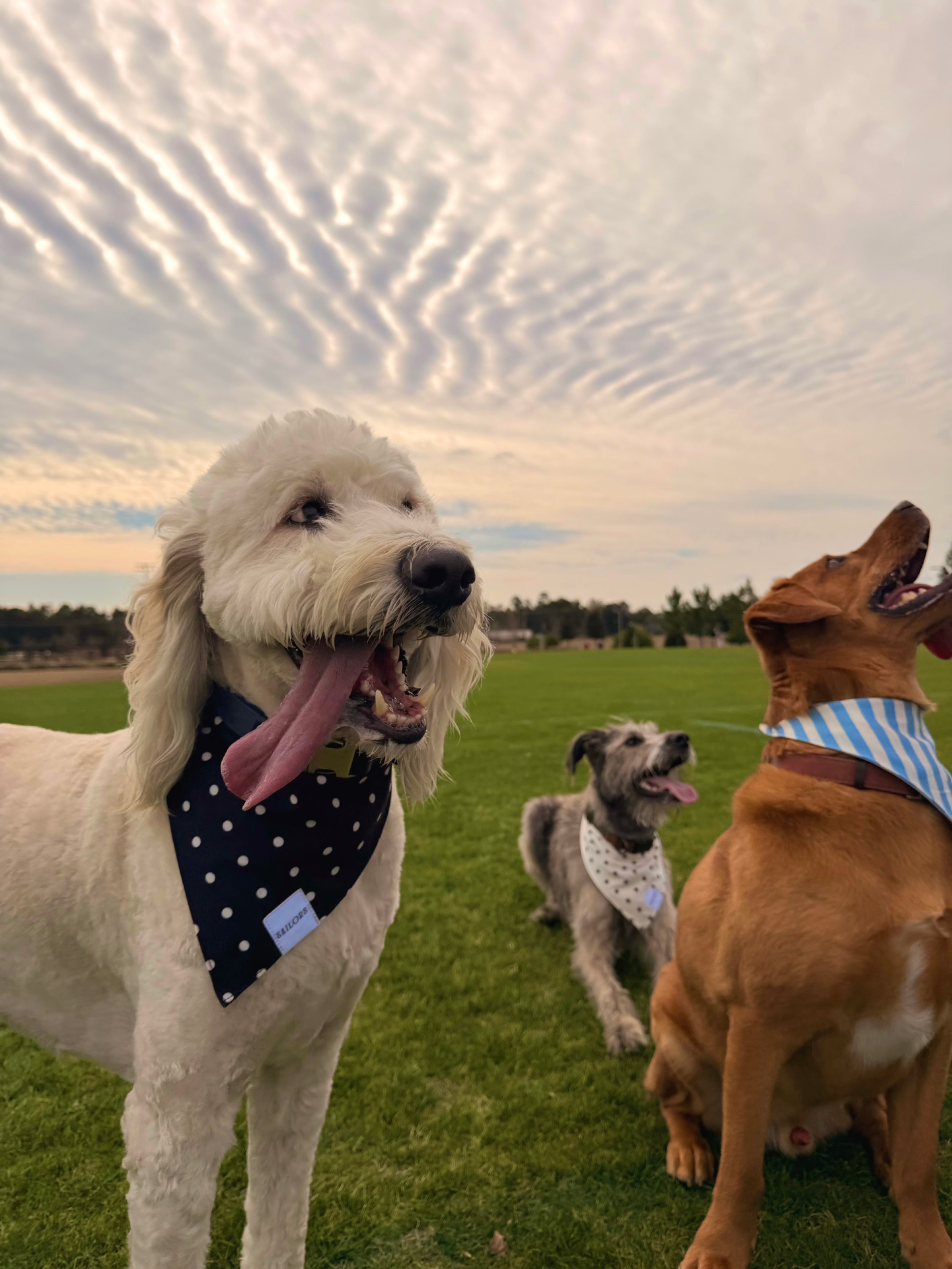 Black with White Polka Dots Reversible Dog Bandana