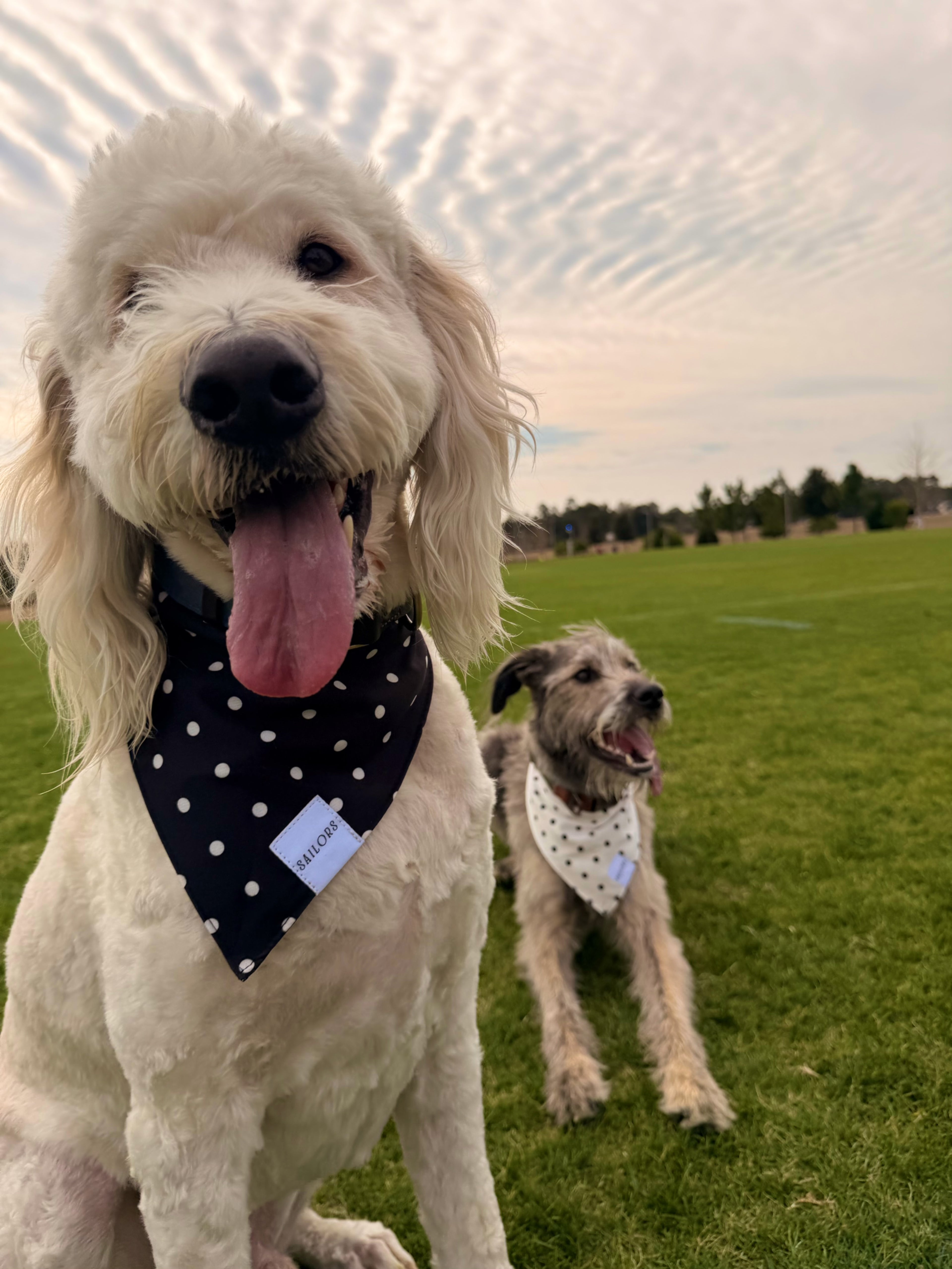 Black with White Polka Dots Reversible Dog Bandana