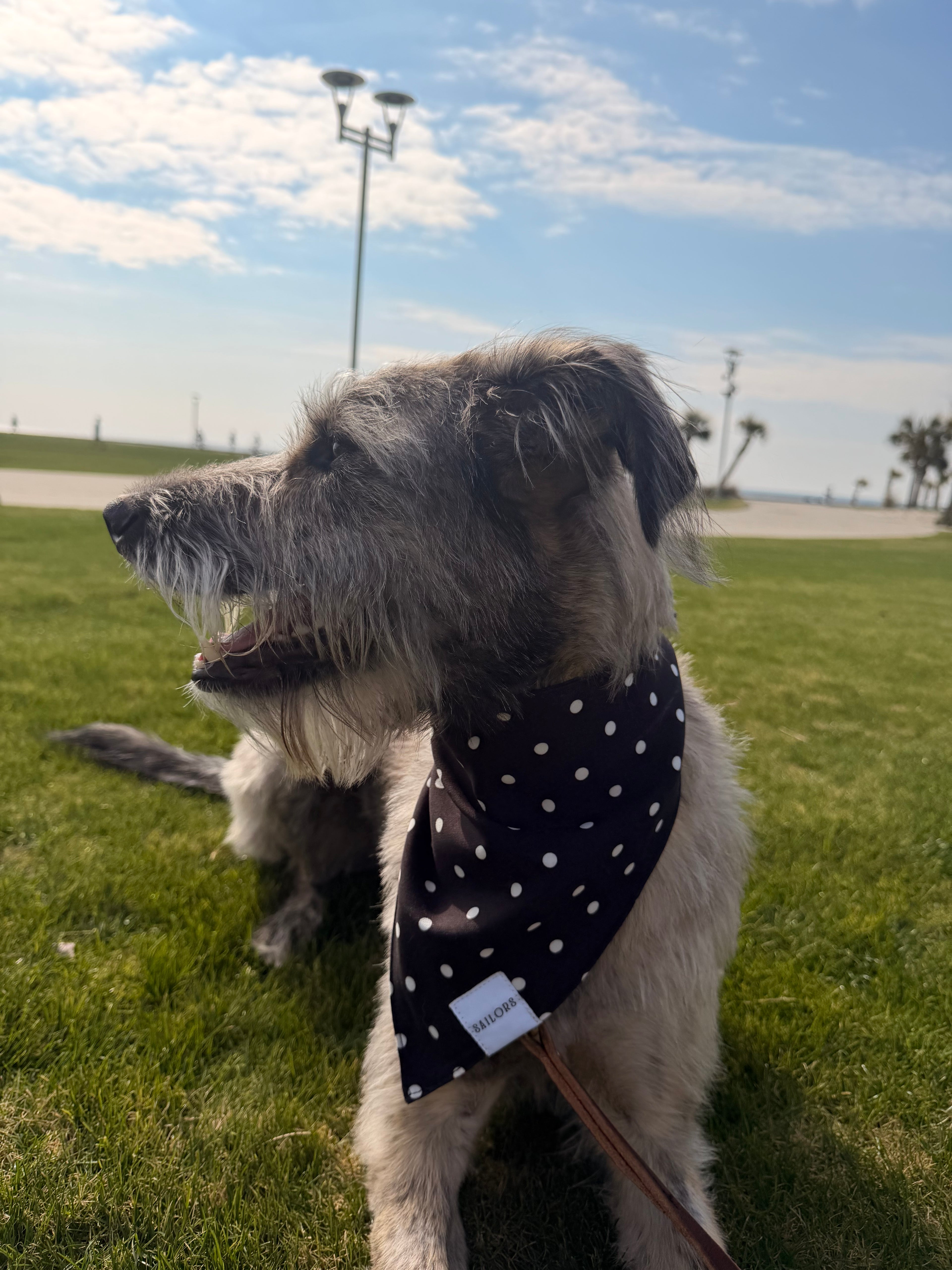 Black with White Polka Dots Reversible Dog Bandana
