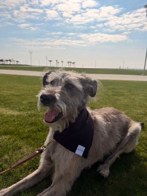 Black with White Polka Dots Reversible Dog Bandana
