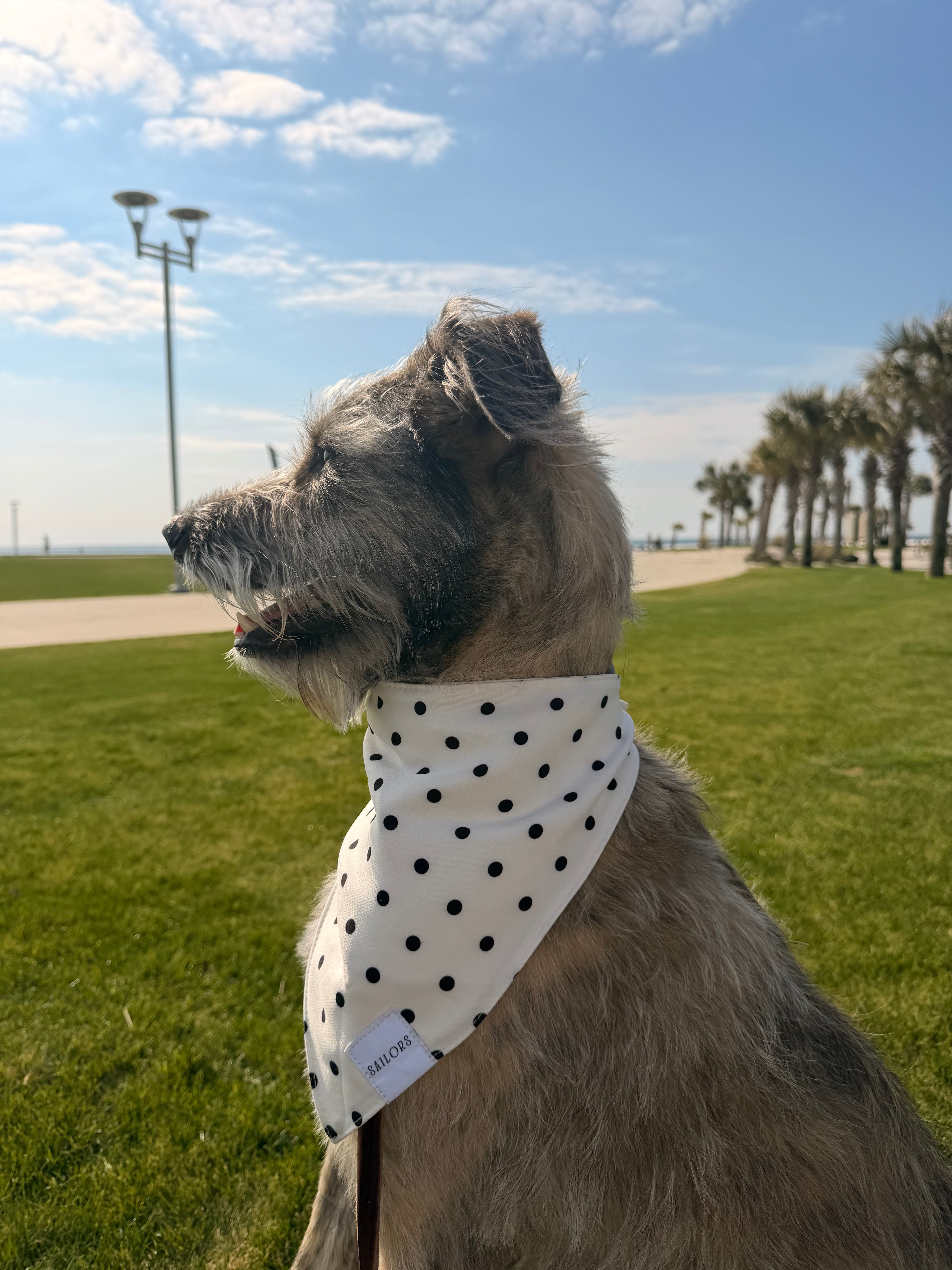 White with Black Polka Dots Reversible Dog Bandana