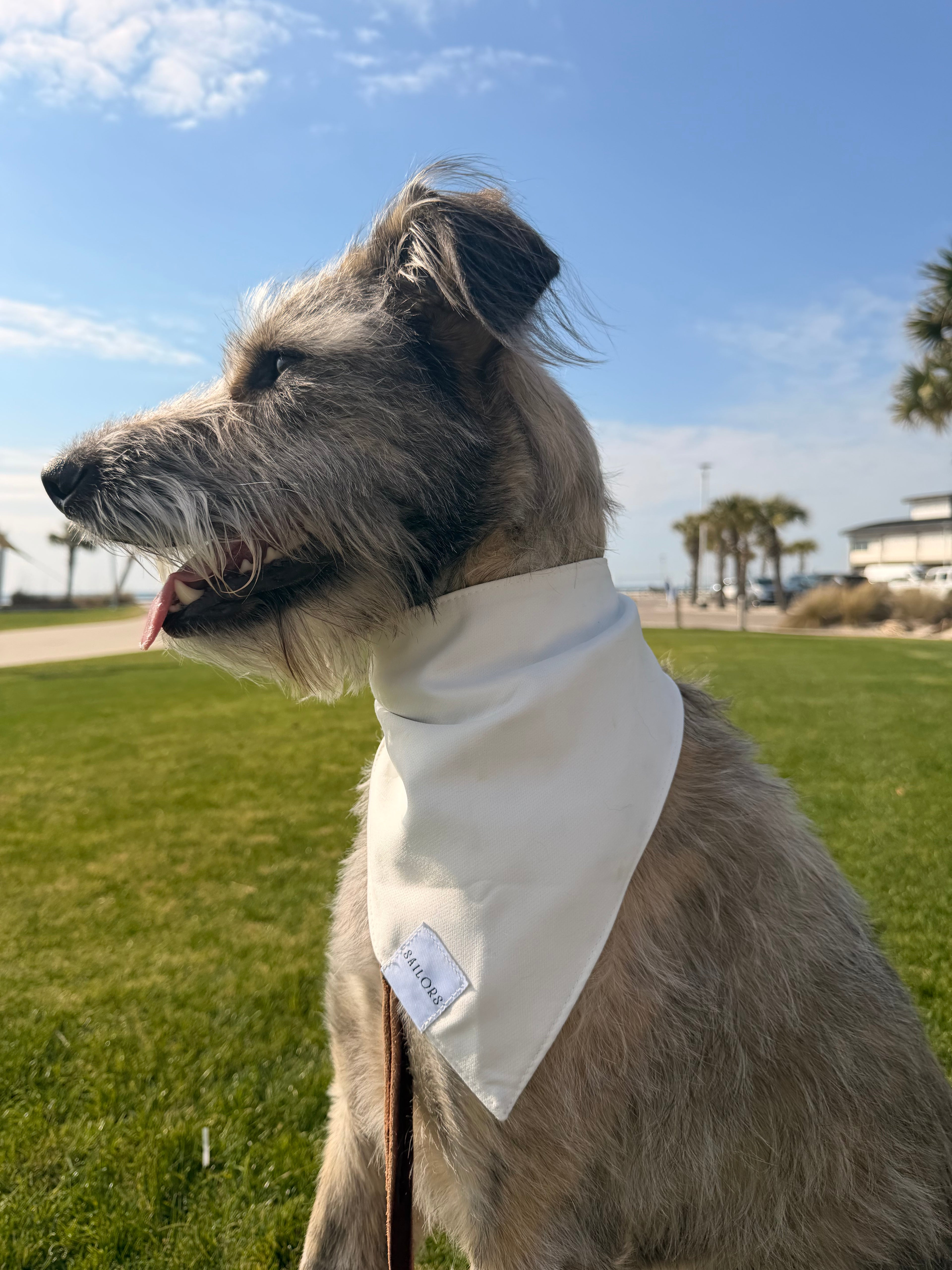 White with Black Polka Dots Reversible Dog Bandana