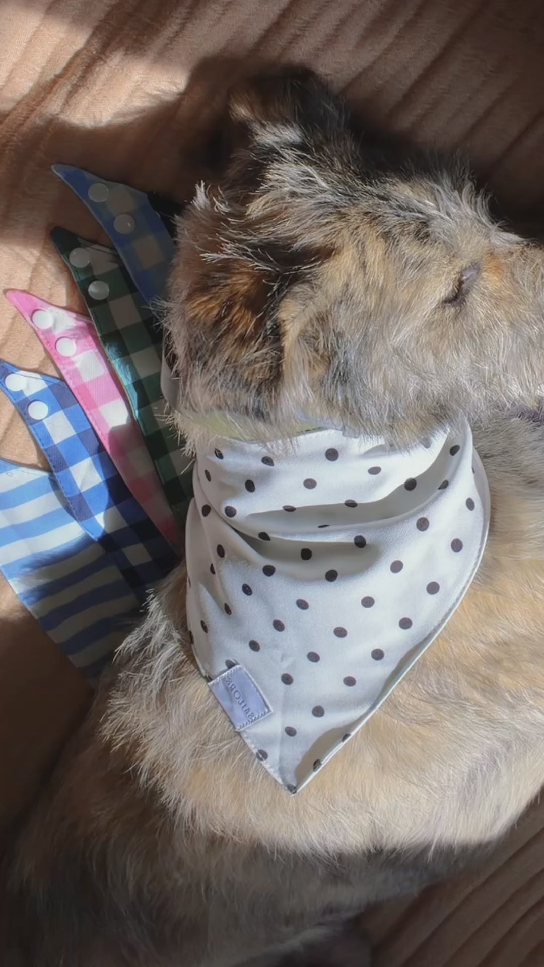 Black with White Polka Dots Reversible Dog Bandana