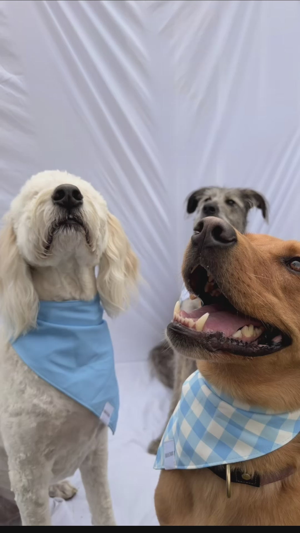 Light Blue Gingham Reversible Dog Bandana