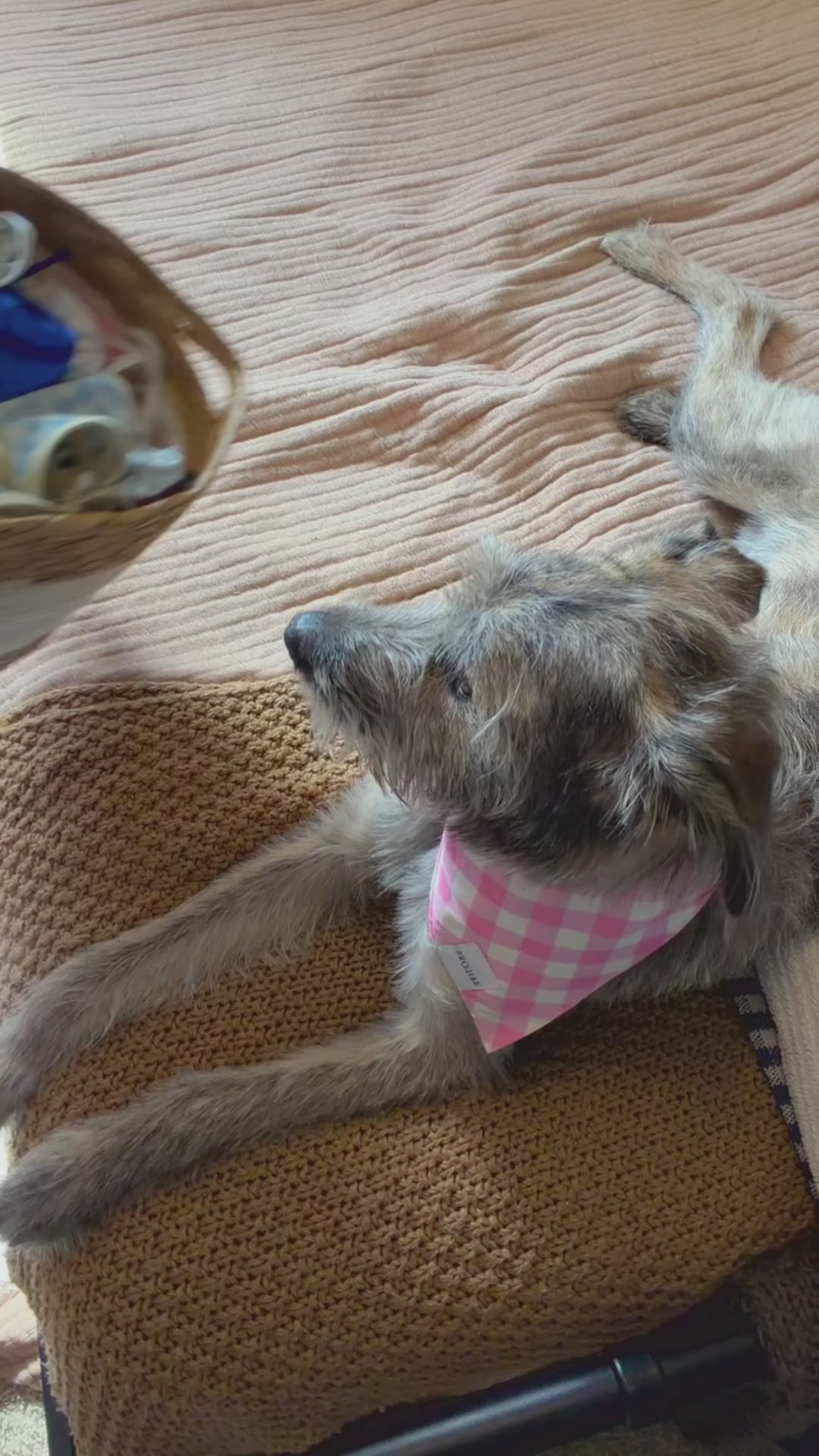 Pink Gingham Reversible Dog Bandana