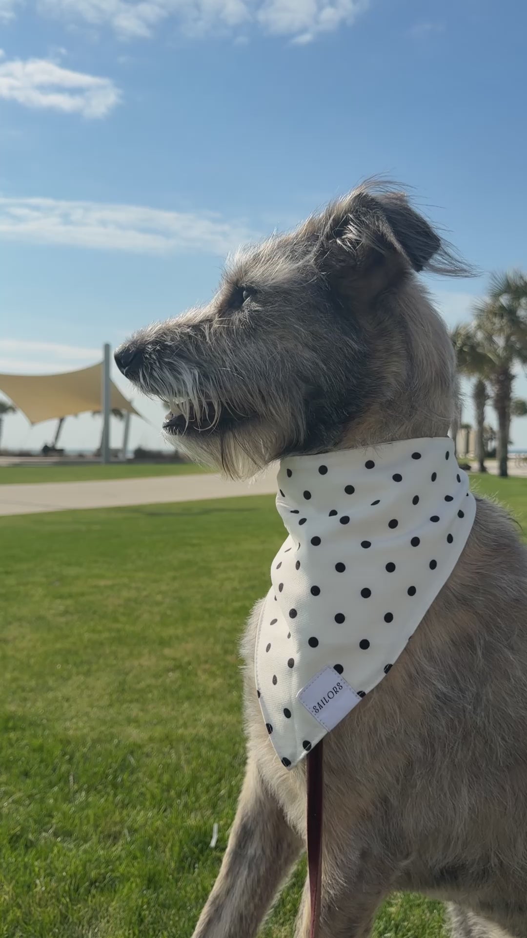 White with Black Polka Dots Reversible Dog Bandana